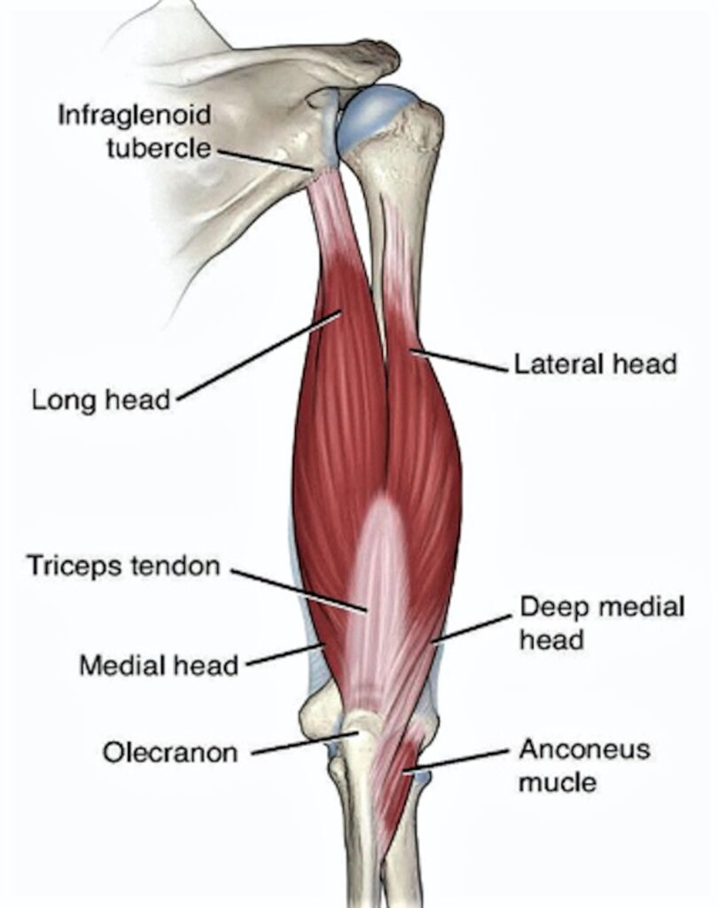 Трехглавая мышца плеча трицепс